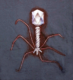 T4 Bacteriophage